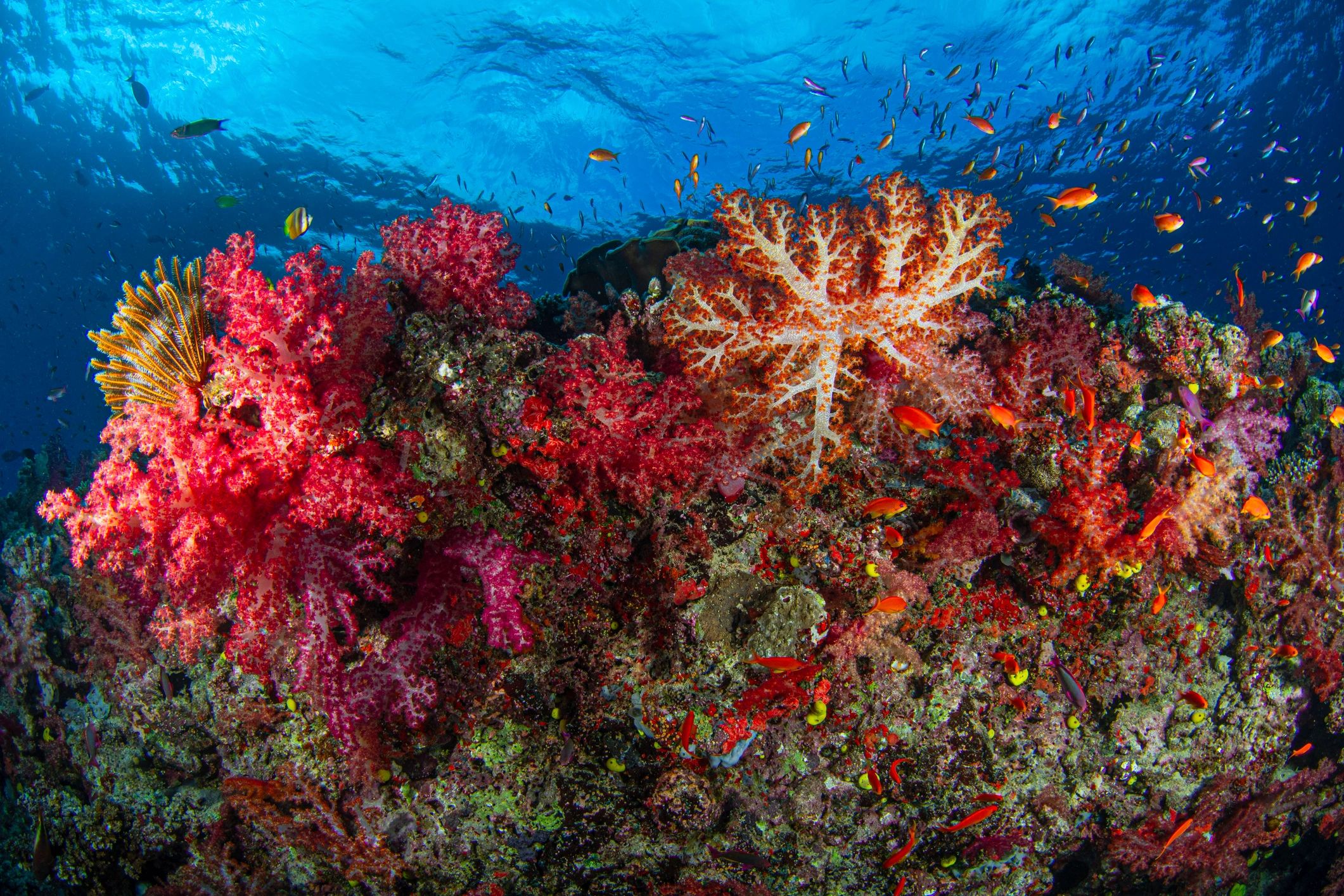 Soft coral colony underwater