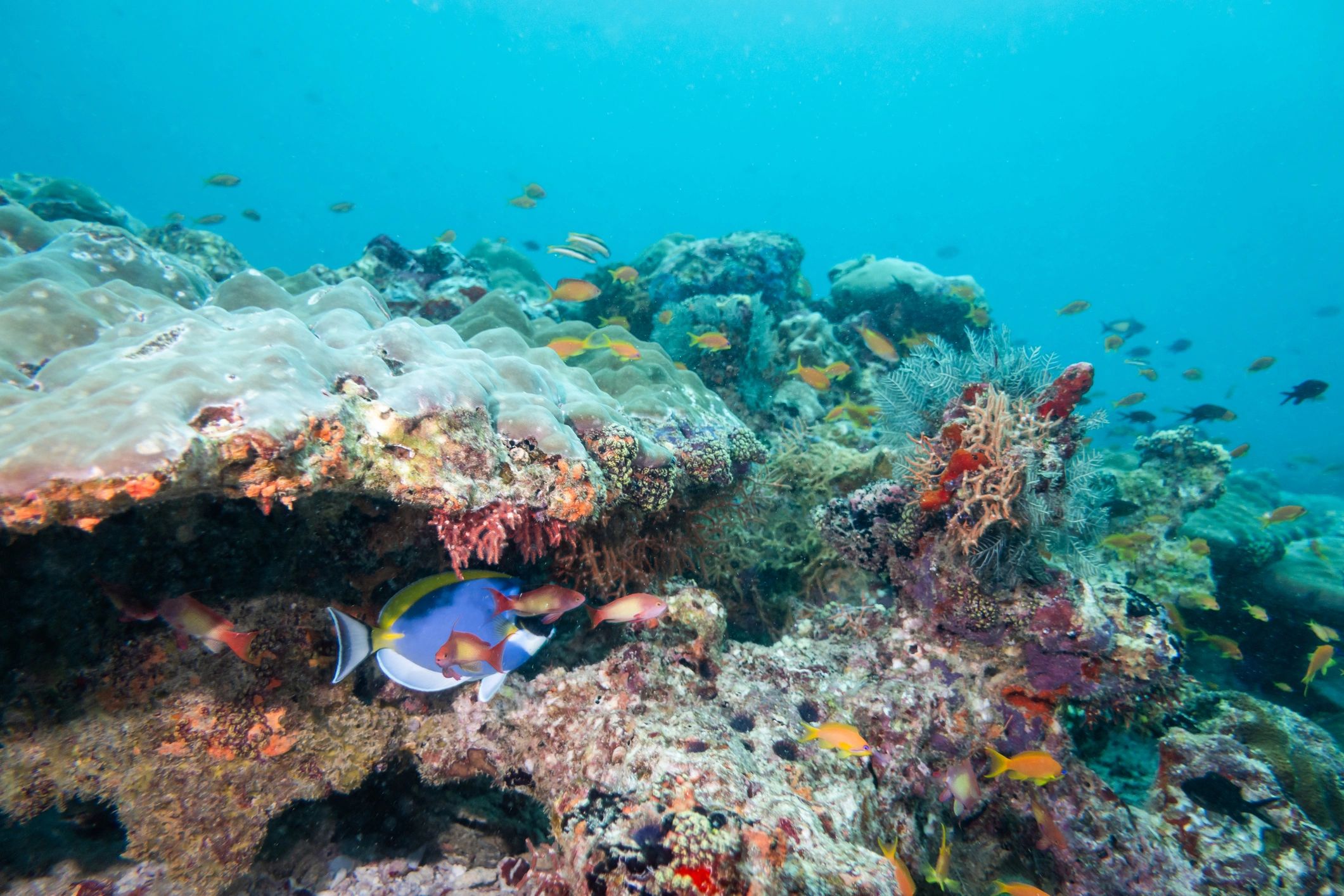 Colorful tropical fish on a coral reef